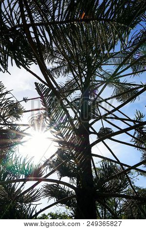 Looking Up Of Branch And Leaves Pine Tree With Sun In The Morning, Ecological Concept, Space For Tex