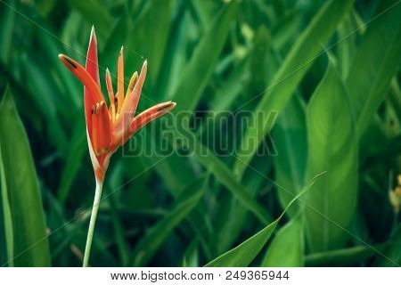 Beautiful Of  Orange Red Bird Of Paradise Flower Against With Green Background Which It Is Famous Tr