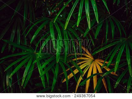 Tropical Green And Yellow Palm Leafs Which It Abundant In Rain Forest. It Always Usually For Decorat