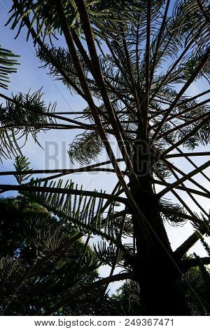 Looking Up Of Branch And Leaves Pine Tree In The Morning, Ecological Concept, Space For Text In Temp