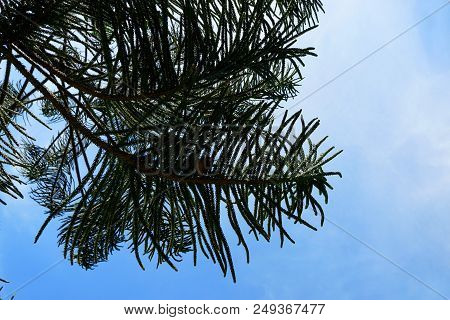 Soft Focus Of Branch And Leaves Pine Tree With Sky In The Morning, Ecological Concept, Space For Tex