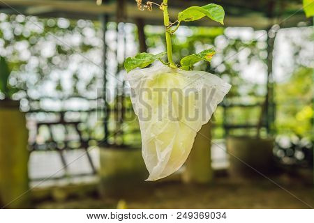 Organic Guava Grows In A Plastic Bag To Protect Against Pests.