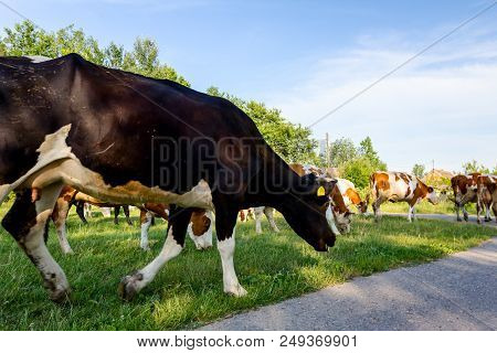 Two Shepherds Are Driving A Herd Of Bloodstock Domestic Cows Home To The Barn After Pasture On Aspha