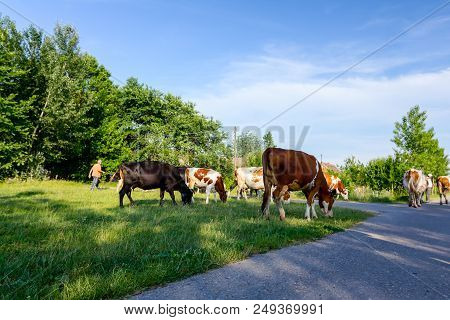 Two Shepherds Are Driving A Herd Of Bloodstock Domestic Cows Home To The Barn After Pasture On Aspha