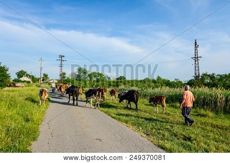 Two Shepherds Are Driving A Herd Of Bloodstock Domestic Cows Home To The Barn After Pasture On Aspha