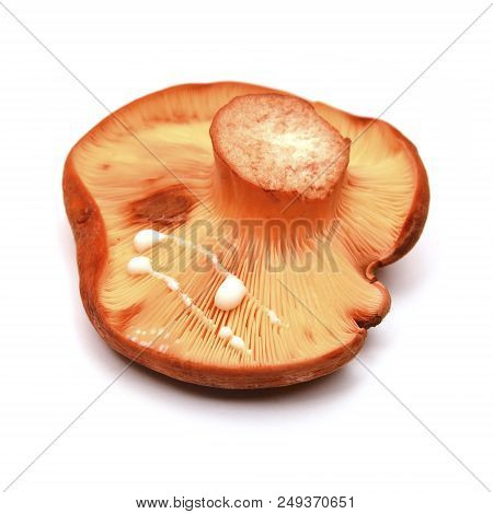 Lactifluus Volemus Mushroom, Known As Lactarius Volemus And Weeping Milk-cap