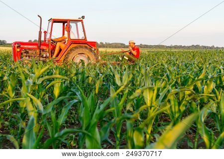 Jasa Tomic, Vojvodina, Serbia - June 3, 2017: Farmers With Tractor Are Cultivating Field With Young 