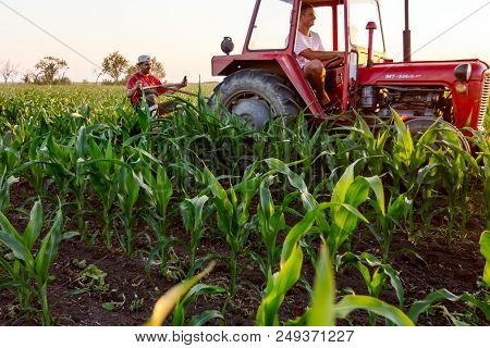 Jasa Tomic, Vojvodina, Serbia - June 3, 2017: Farmers With Tractor Are Cultivating Field With Young 