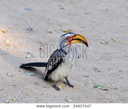 Hornbill Południowej Yellowbilled