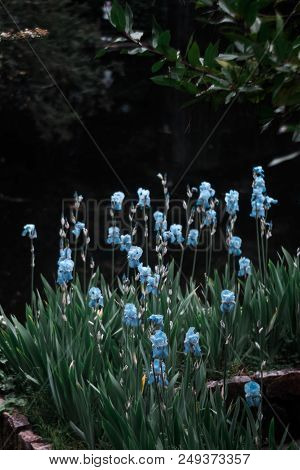 Blue Flowers In The Garden On A Dark Background