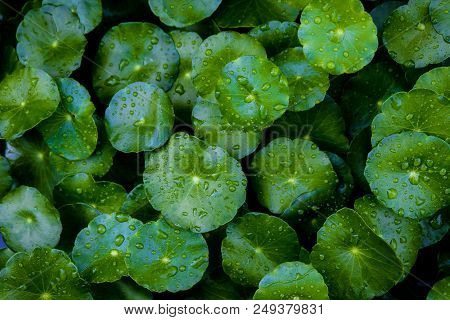 Many Green Asiatic Leafs With Water Droplets Which Asian People Such As China And India It Use For F