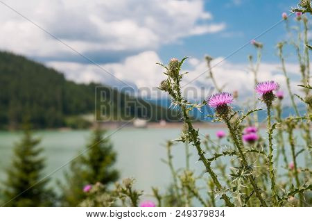 Thistle ( Carduus Acanthoides) Near Roadside, Crystal Clean Lake , Pine Forest In The Blurred Backgr