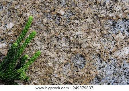 Creative Idea Of Green Pine Leaf Layout On Granite Stone For Using Lay Down Goods Advertisement And 