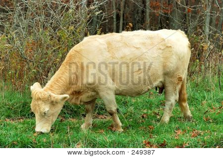 Ko græsning på bedriften