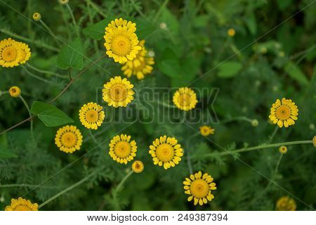 Yellow Daisy Flower With Green Stem, Summer Mood In Garden