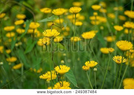 Yellow Daisy Flower With Green Stem, Summer Mood In Garden