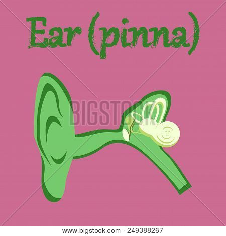 Human Organ Icon In Flat Style Ear