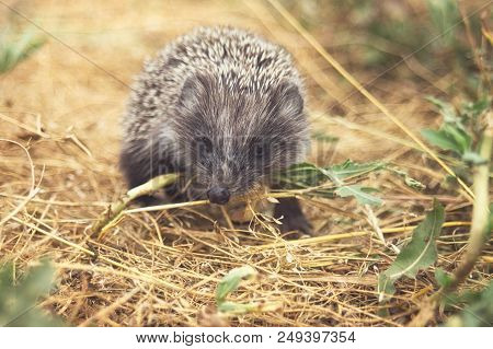 Small Cute Hedgehog Walking On A Meadow In The Summer Grass Closeup.