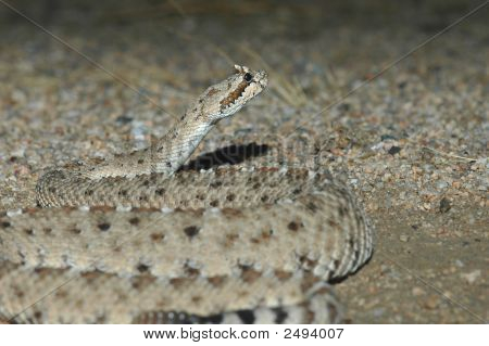 Sidewinder del desierto del Colorado