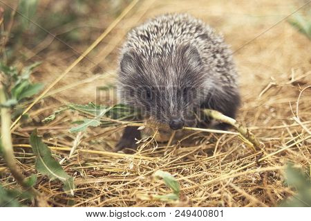 Small Cute Hedgehog Walking On A Meadow In The Summer Grass Closeup.