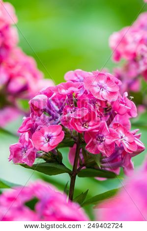 Close-up Of A Beautiful Purple Phlox (phlox Paniculata) Flower In Summer.
Garden Purple Phlox (phlox