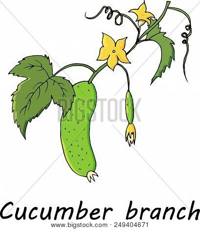 Green Cucumber Branch. Hand Draw Illustration Isolated On White Background