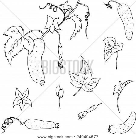 Cucumber Hand Drawn Vector Set Isolated On White Background