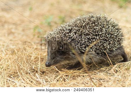 Small Cute Hedgehog Walking On A Meadow In The Summer Grass Closeup.