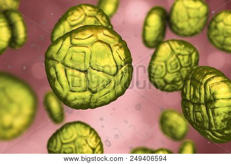 Mimosa Pollen Grains, Close-up View, 3d Illustration. Pollen Is A Factor Causing Hay Fever And Aller