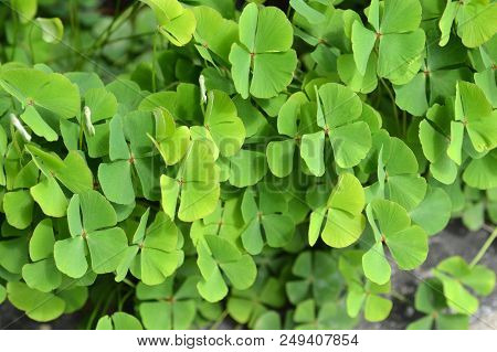 Four-leaf Pepperwort - Latin Name - Marsilea Quadrifolia