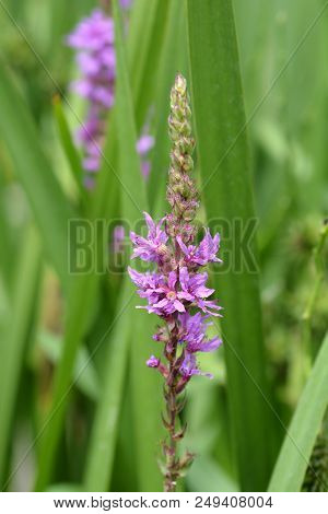 Purple Lythrum Flower - Latin Name - Lythrum Salicaria