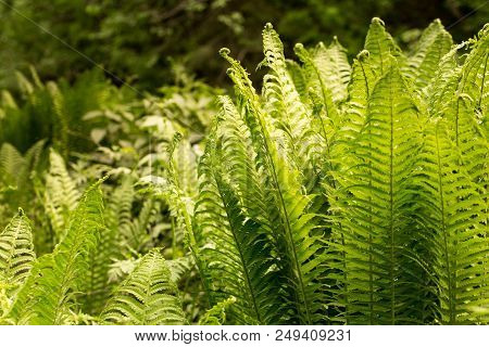 Natural Green Fern In The Forest. Beautyful Ferns Leaves Green Foliage Natural Floral Fern Backgroun