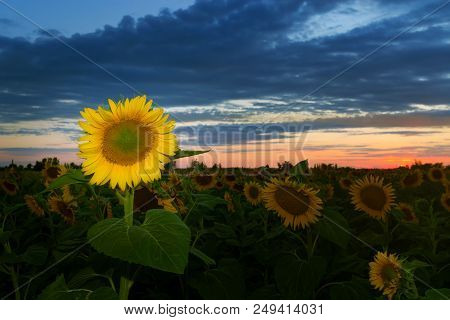Lone Sunflower In Sunset / Colorful, However The Shallow Depth Of Field