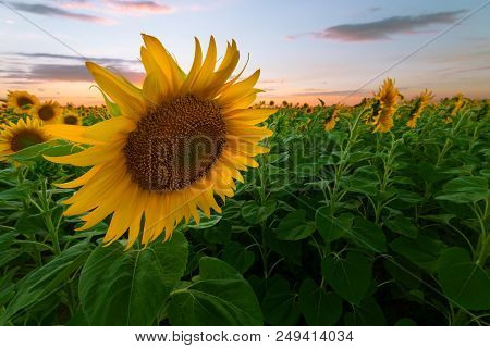 Lone Sunflower In Sunset / Colorful, However The Shallow Depth Of Field