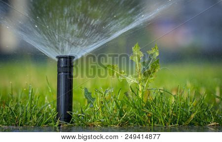 Automatic Sprinkler System Watering The Lawn On A Background Of Green Grass, Close-up