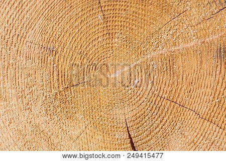 Cross Section Of Log Shows Sapwood, Heartwood, Bark In Round Shape