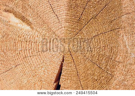 Cross Section Of Log Shows Sapwood, Heartwood, Bark In Round Shape