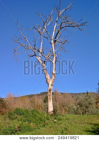 A Dead White Tree Without Bark In Front Of A Blue Sky.