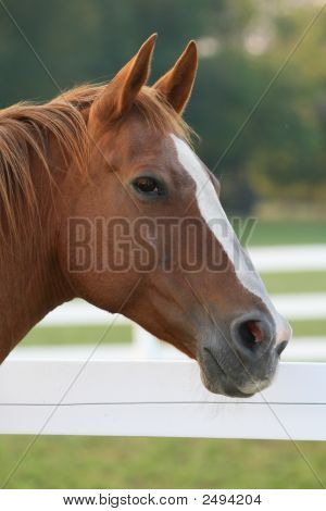 配置文件的 Quarterhorse 与白色火焰