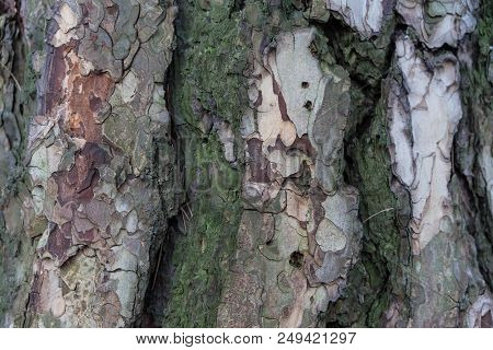 Very Old Pine Tree Close Up View, Pinacreae From Austria