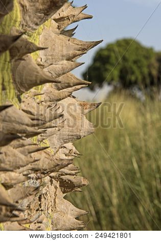Closeup Detail Of Silk Floss Tree Trunk With Thorns