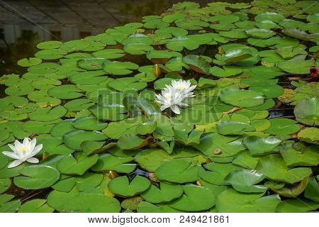 Pond In Park Scenery With White Water Lily And Big Green Leavesxx