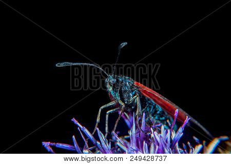 Zygaena Minos Is In The Burnet Moth Family