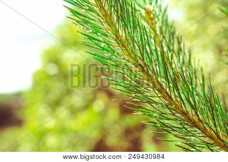 Pine Tree Branch During The Rain With Water Drops On Its Needles In The Evening. Water Drops Falling