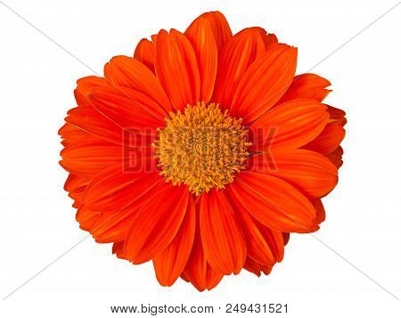 Calendula Officinalis . Common Marigold Orange Blossom. Isolated On White Background. (clipping Path