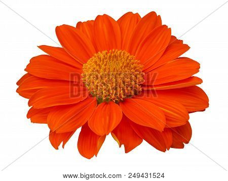 Calendula Officinalis . Common Marigold Orange Blossom. Isolated On White Background. (clipping Path