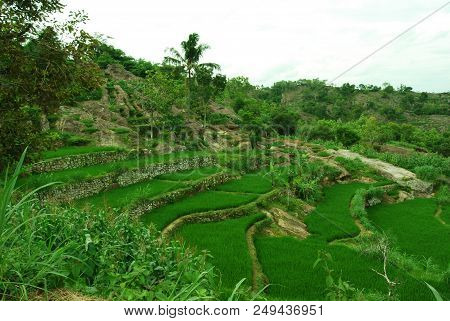 Rice Terrace At Farm Field At Gambar Mount In Yogyakarta, Indonesia