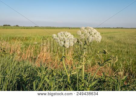 Closeup Of A White Flowering Hogweed Plant On The Edge Of A Meadow. A Bee Hovers In The Air To Land 