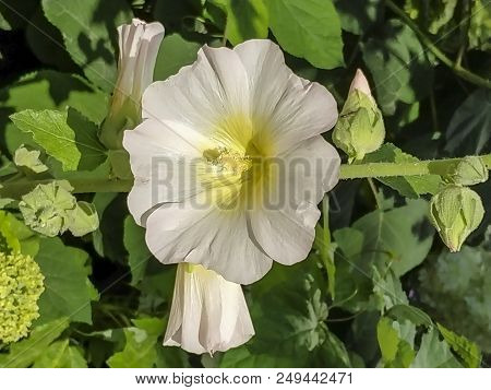 Flower In The Garden Background Image Of Flowers