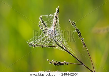 The Net Of The American Fleece (hypantria Cunea) And Its Wound.